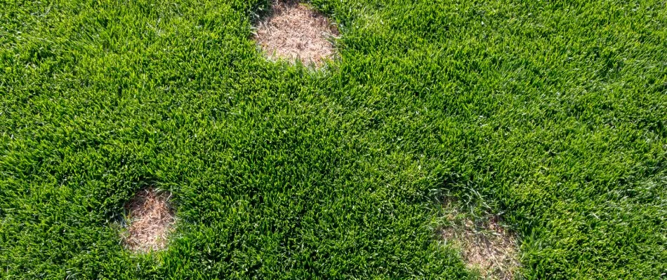 Dollar spot lawn disease found in Telford, PA.