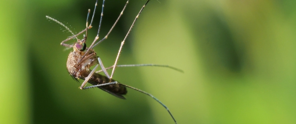 Mosquito hanging onto a grass blade in Harleysville, PA.