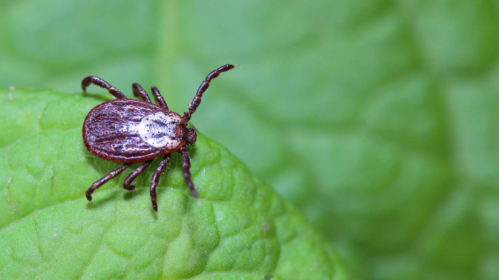 Pennsylvania’s 2022 Tick Season Is Worse Than Ever Before - Here’s What to Do