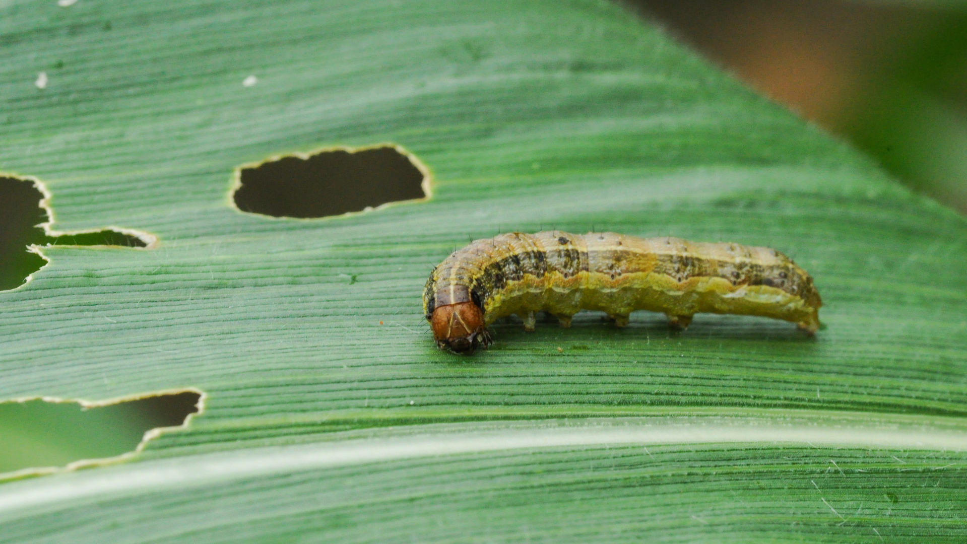 Don’t Let Armyworms March Through Your Turf & Destroy Your Lawn!