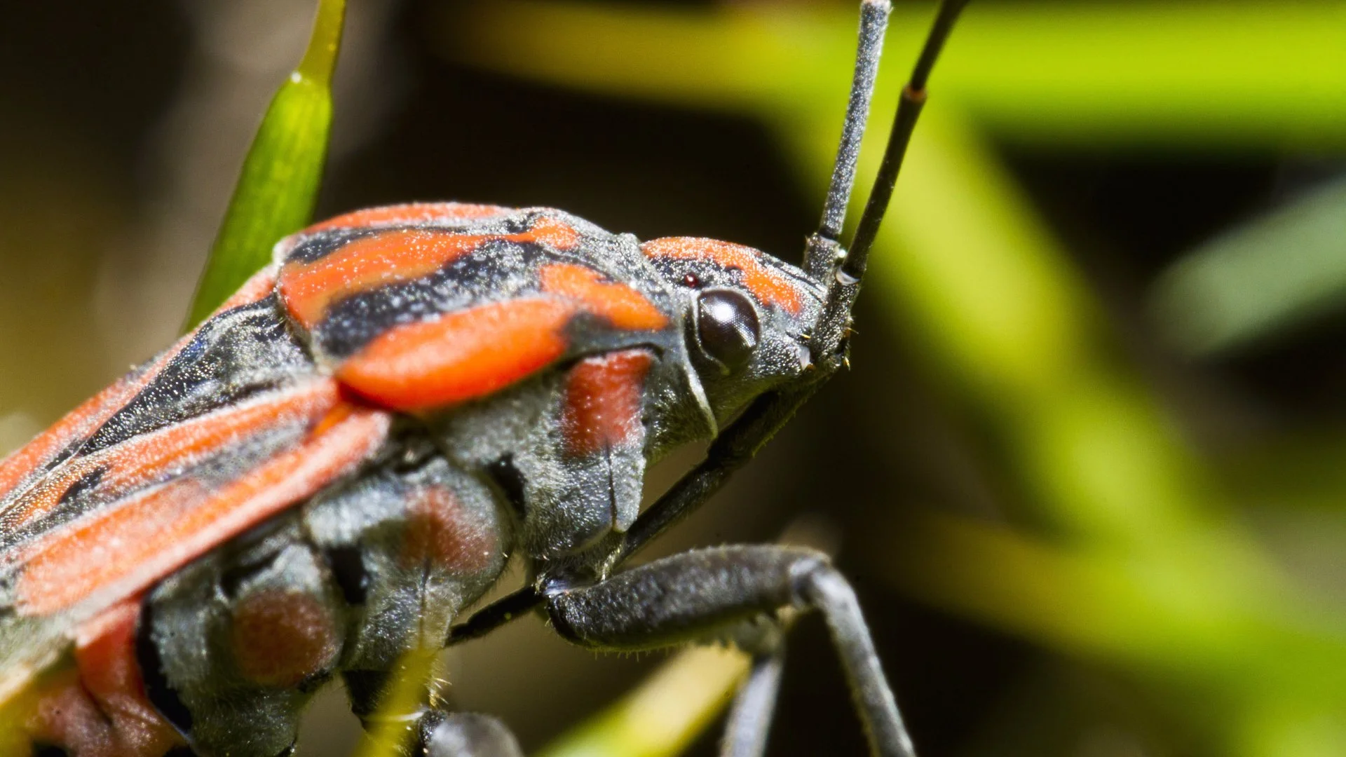 Chinch Bugs Aren't Harmless - Don't Let Them Damage Your Lawn!