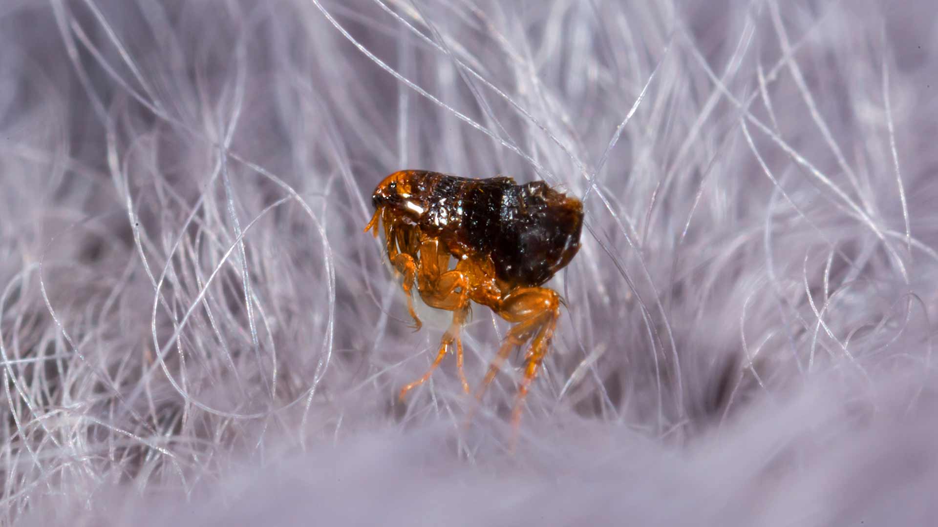 Close up photo of a flea in pet fur near Perkasie, PA.