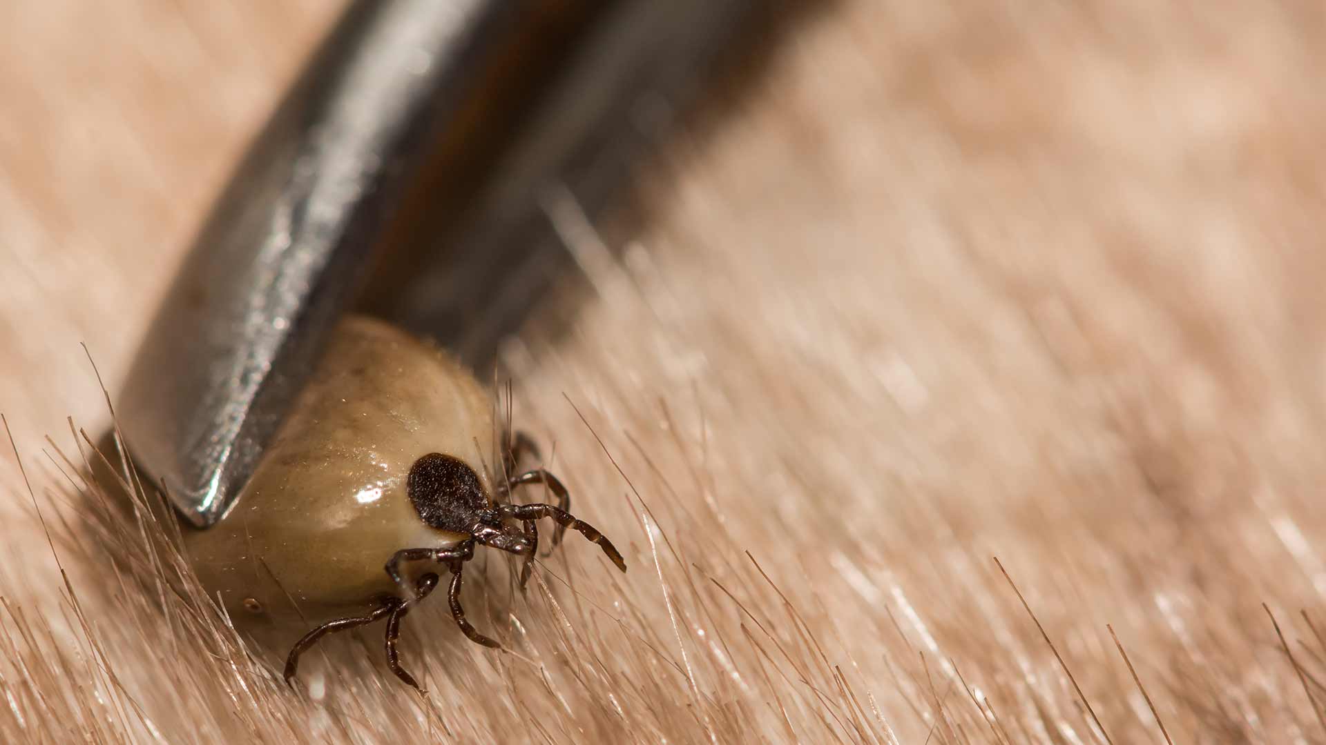 Close up photo of a tick being removed with tweezers in Telford, PA.