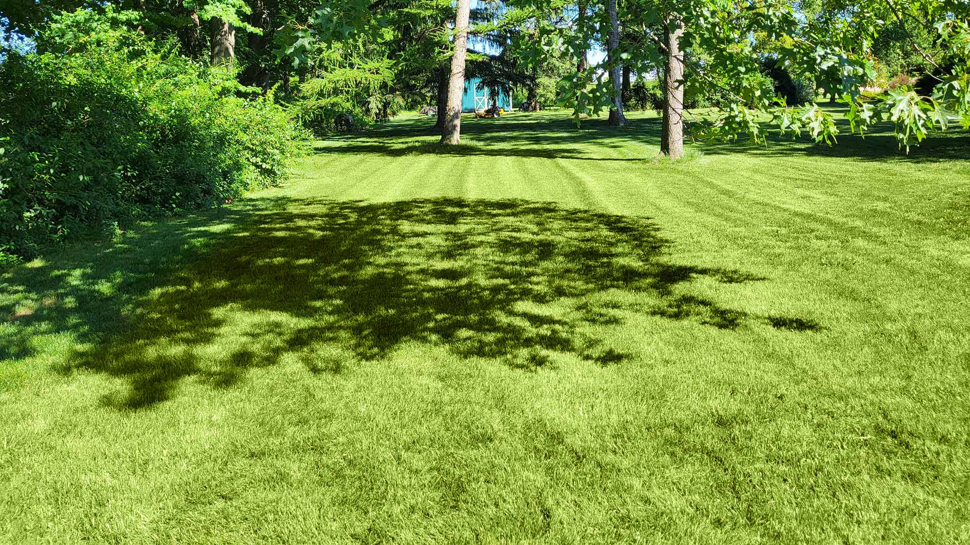 Deep green lawn under the shade of trees near Doylestown, PA.
