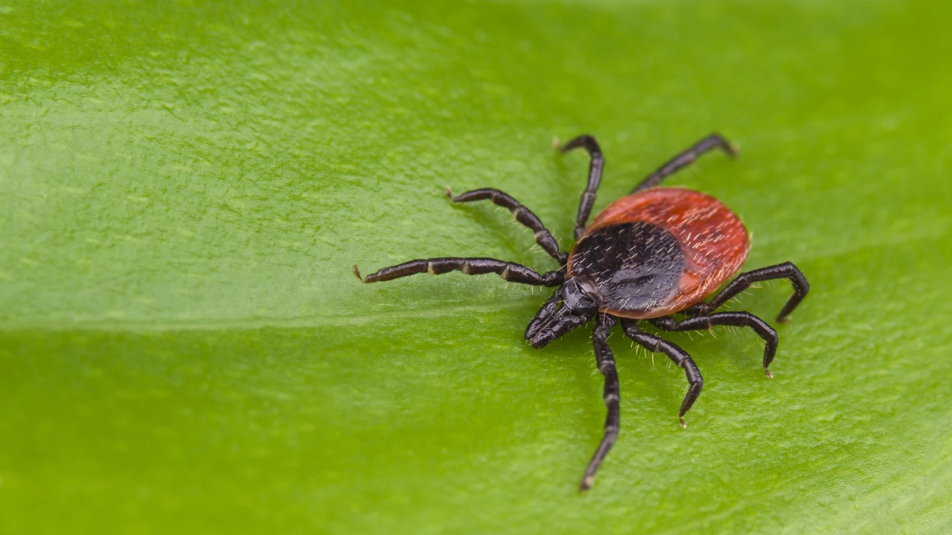 Deer Tick Virus Rates Are at an All-Time High in Pennsylvania
