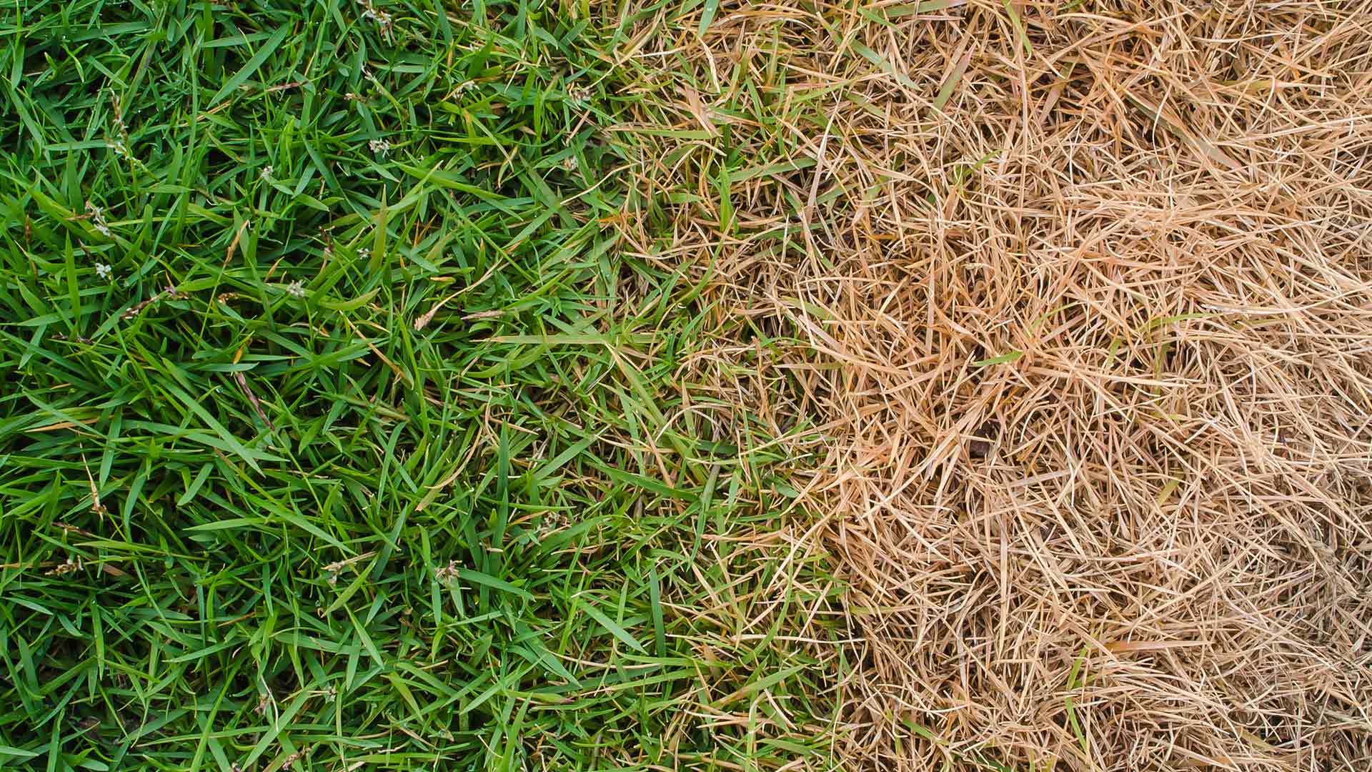 Fertilization & Weed Control - Two Services That Should Always Be Combined
