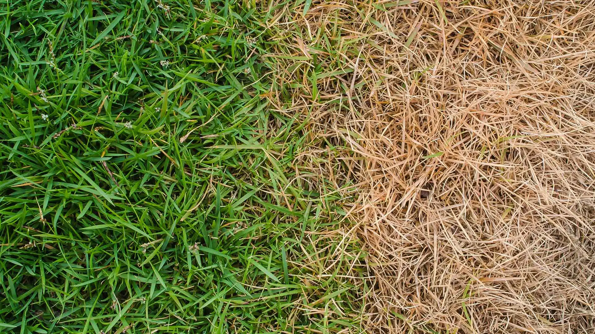Fertilization & Weed Control - Two Services That Should Always Be Combined