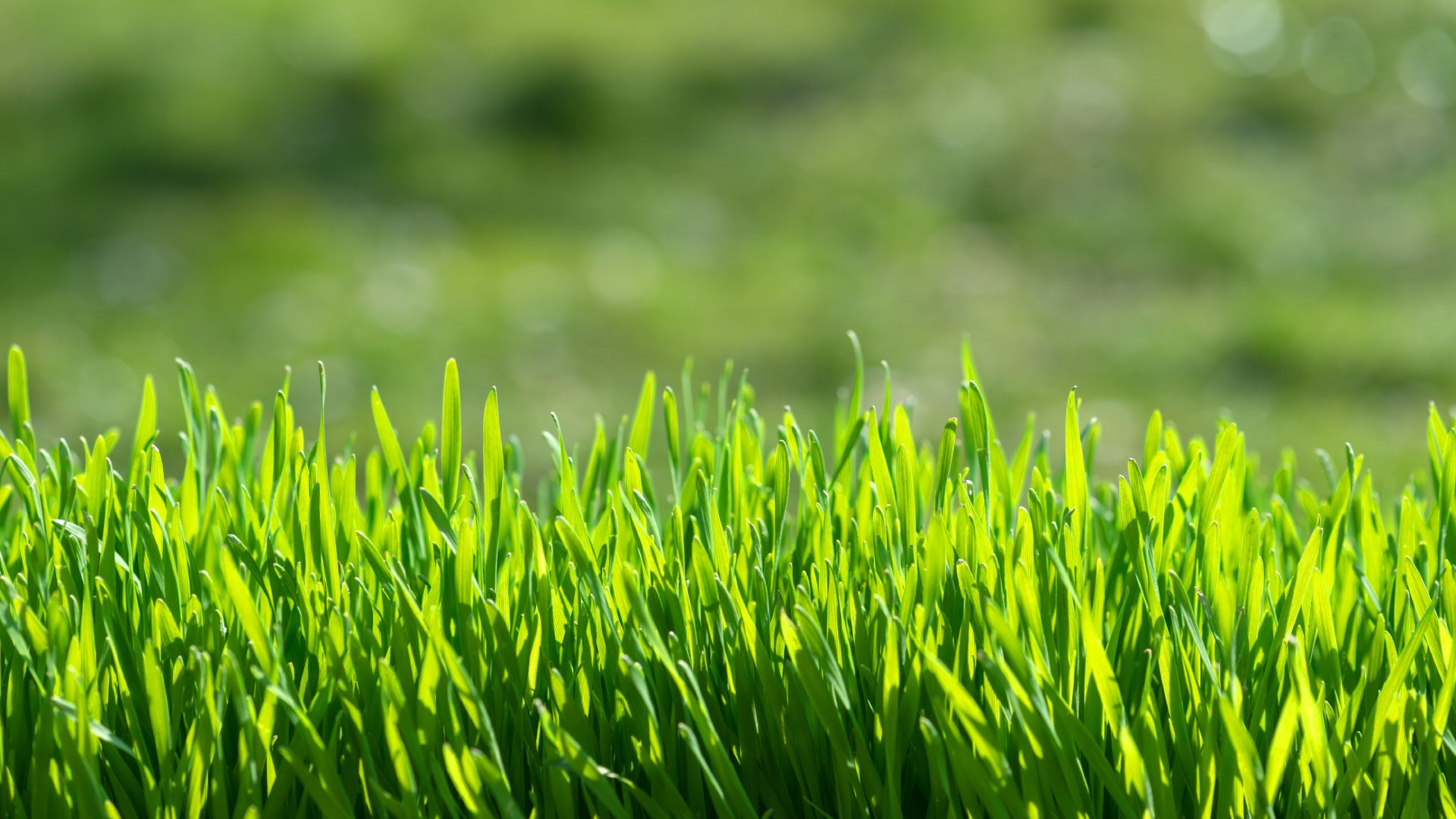 Green grass height shown in Harleysville, PA.
