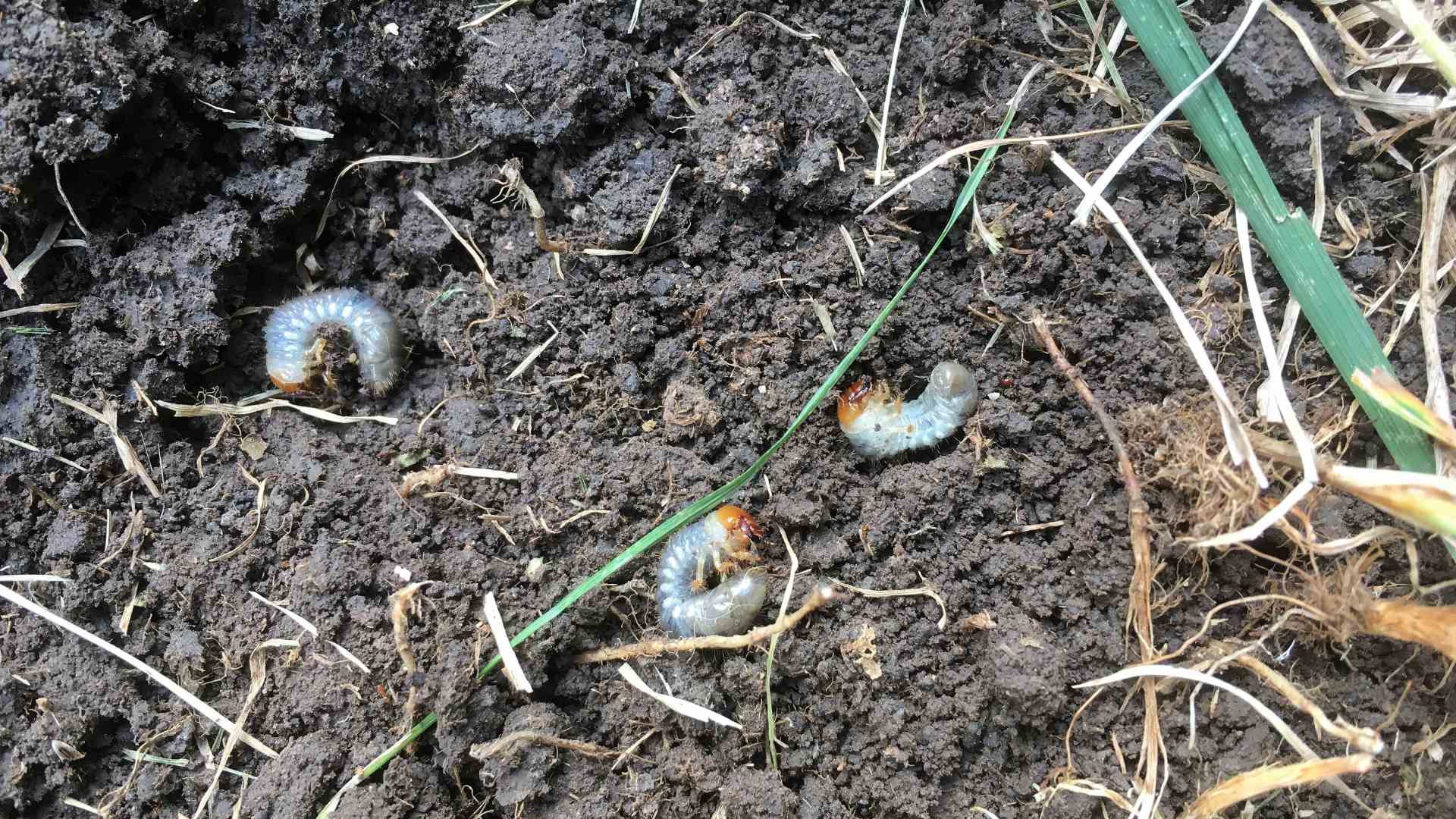 Grubs found in soil under grass top level in Telford, PA.