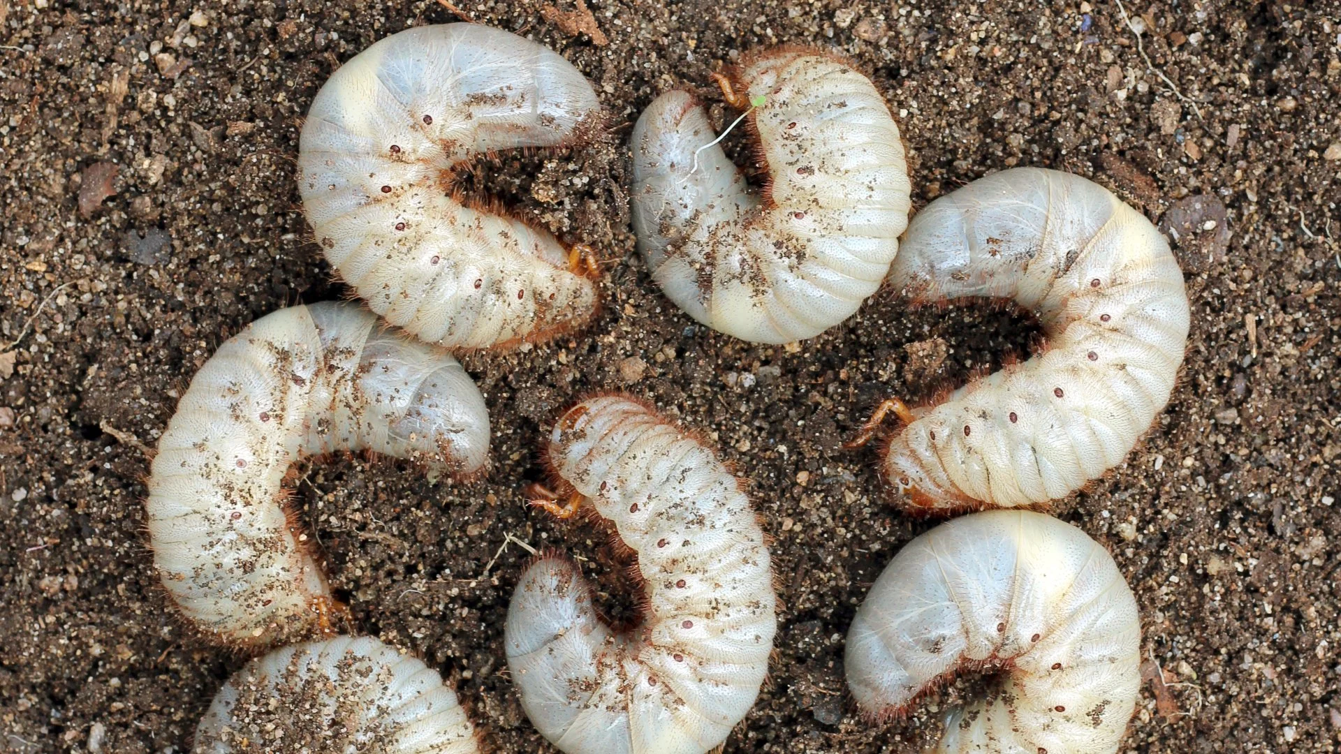 How Can I Keep Grubs From Infesting My Lawn?