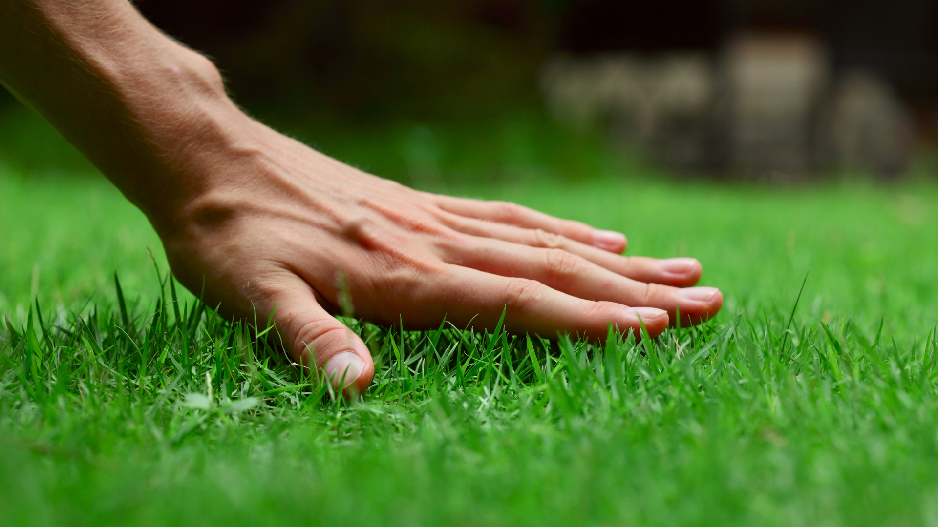 Want to Grow a New Lawn From Scratch? Use Tall Fescue Seeds!