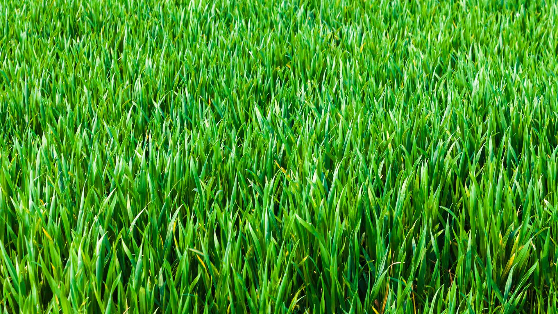 Healthy grass blades in a lawn in Schwenksville, PA.