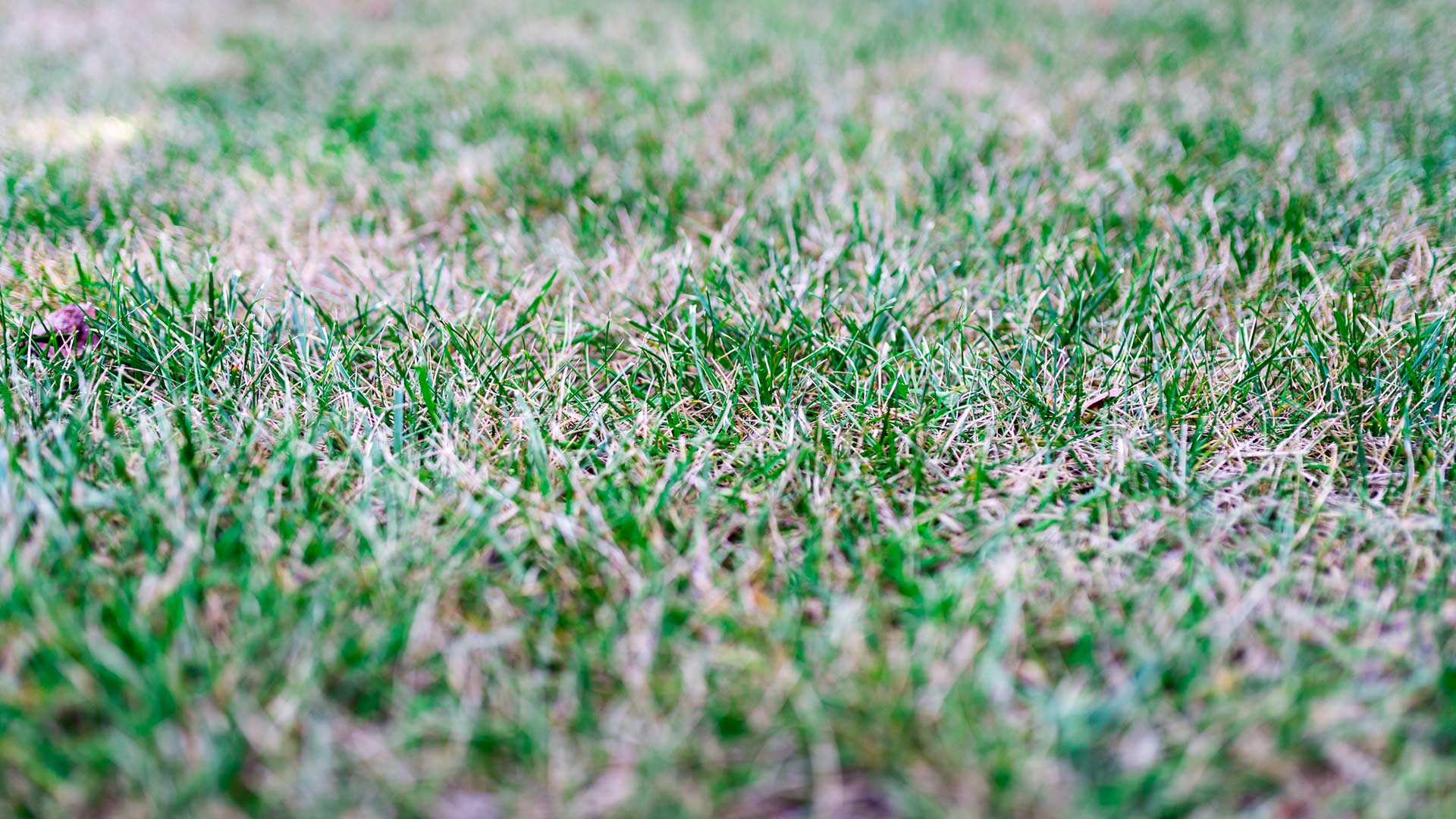 The Secret to Saving Your Lawn From Heat Stress Every Summer