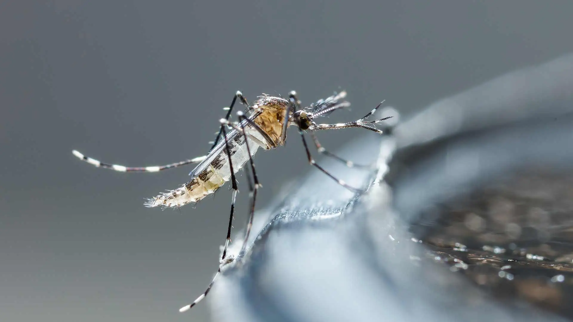 4 Ways You Might Be Unknowingly Inviting Mosquitoes to Your Property