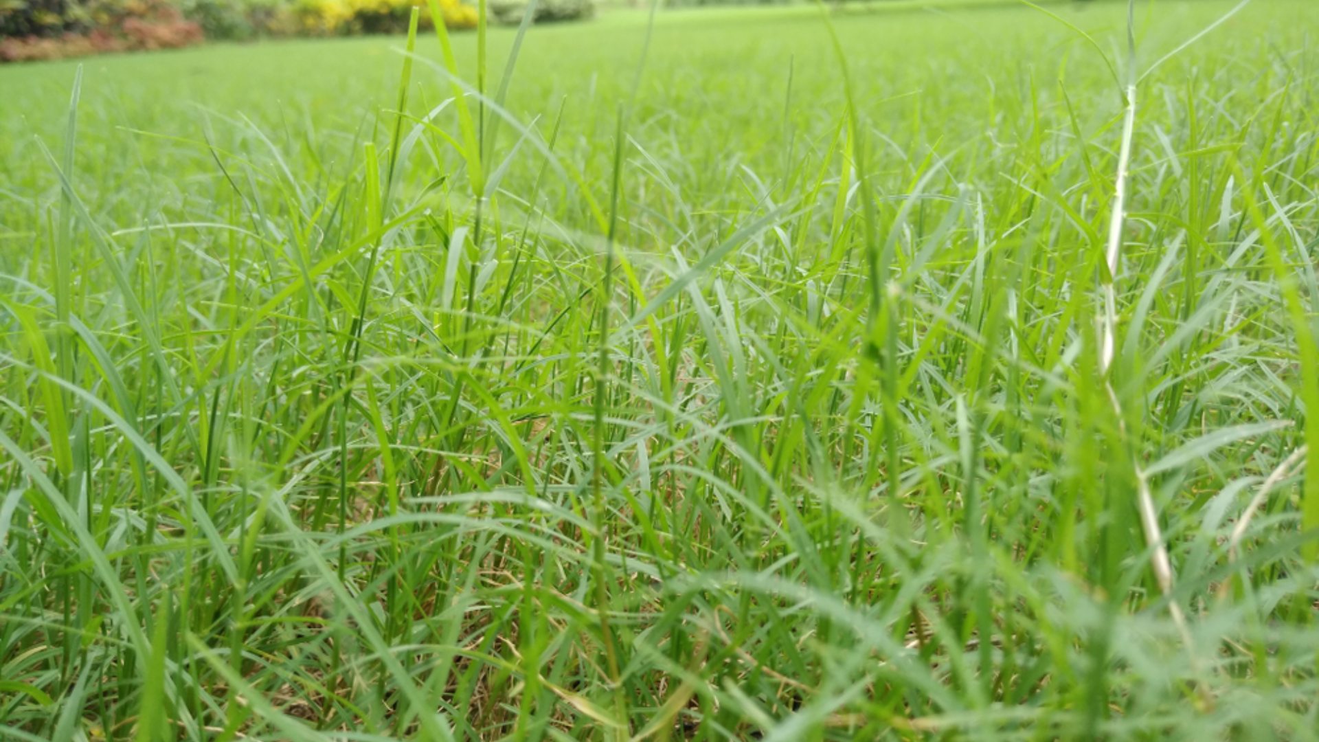 Nutsedge weed infestation in a yard in Telford, PA.