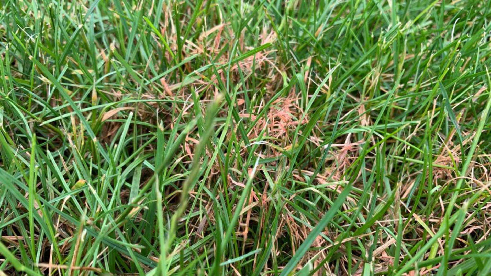 Red thread lawn disease found in client's lawn in Harleysville, PA.
