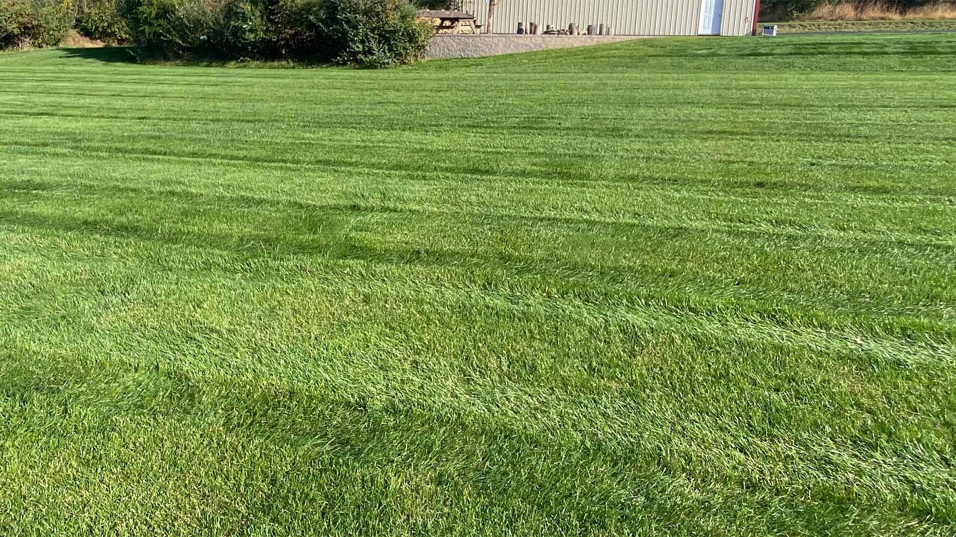 Thick, green lawn grass in a large yard near a home in Souderton, PA. 