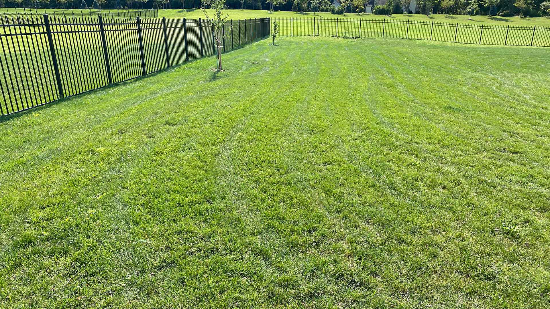 Thick, green lawn inside an iron fenced back yard of a home near Telford, PA.
