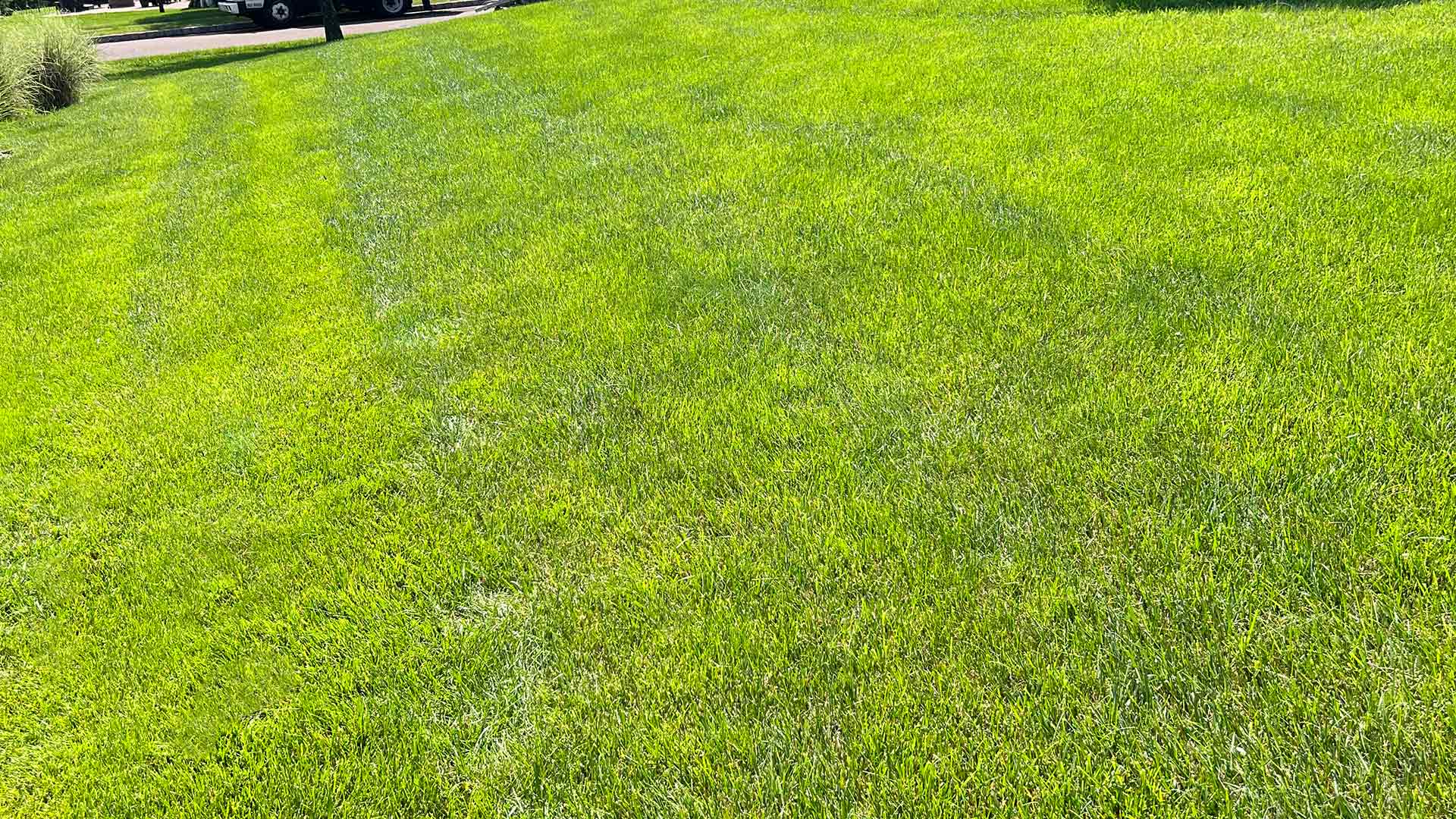 Thick, green lawn grass up close at a home in Abington Township, PA.