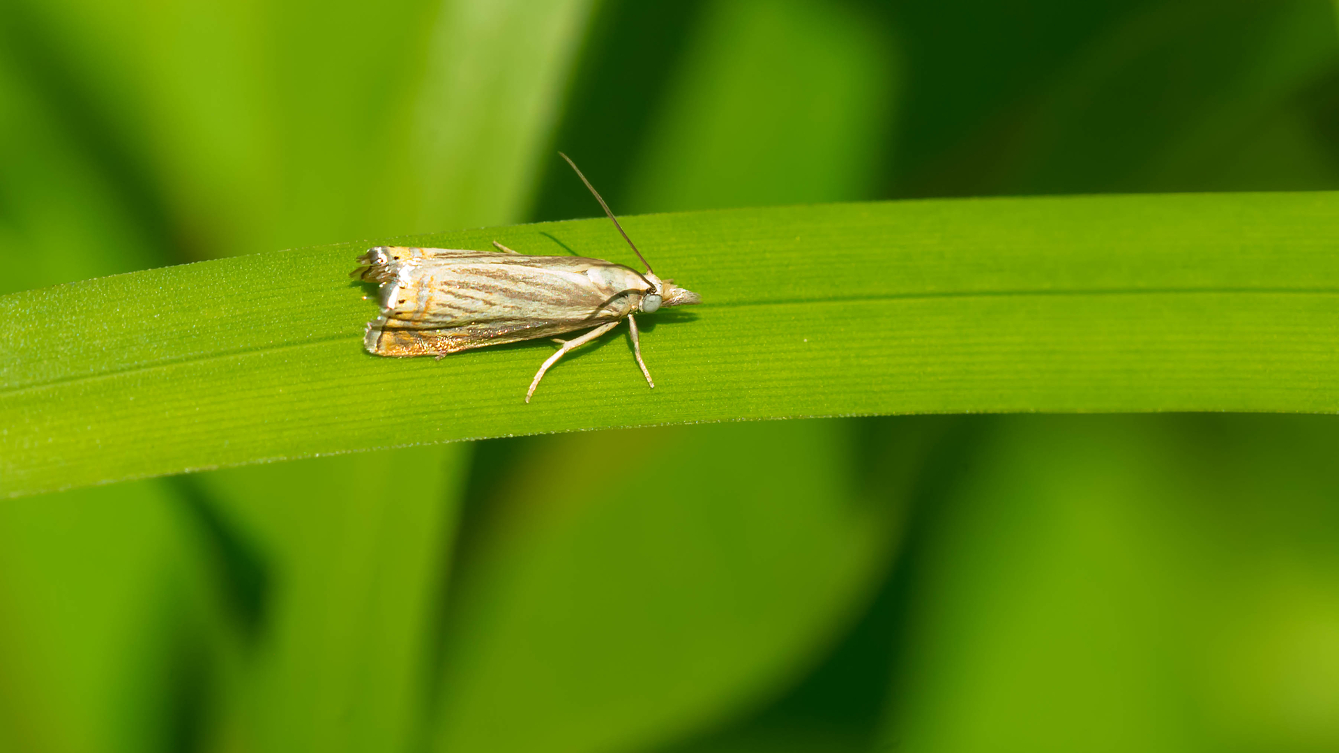 Don’t Let Sod Webworms Destroy Your Turf! Here’s How to Deal With Them!