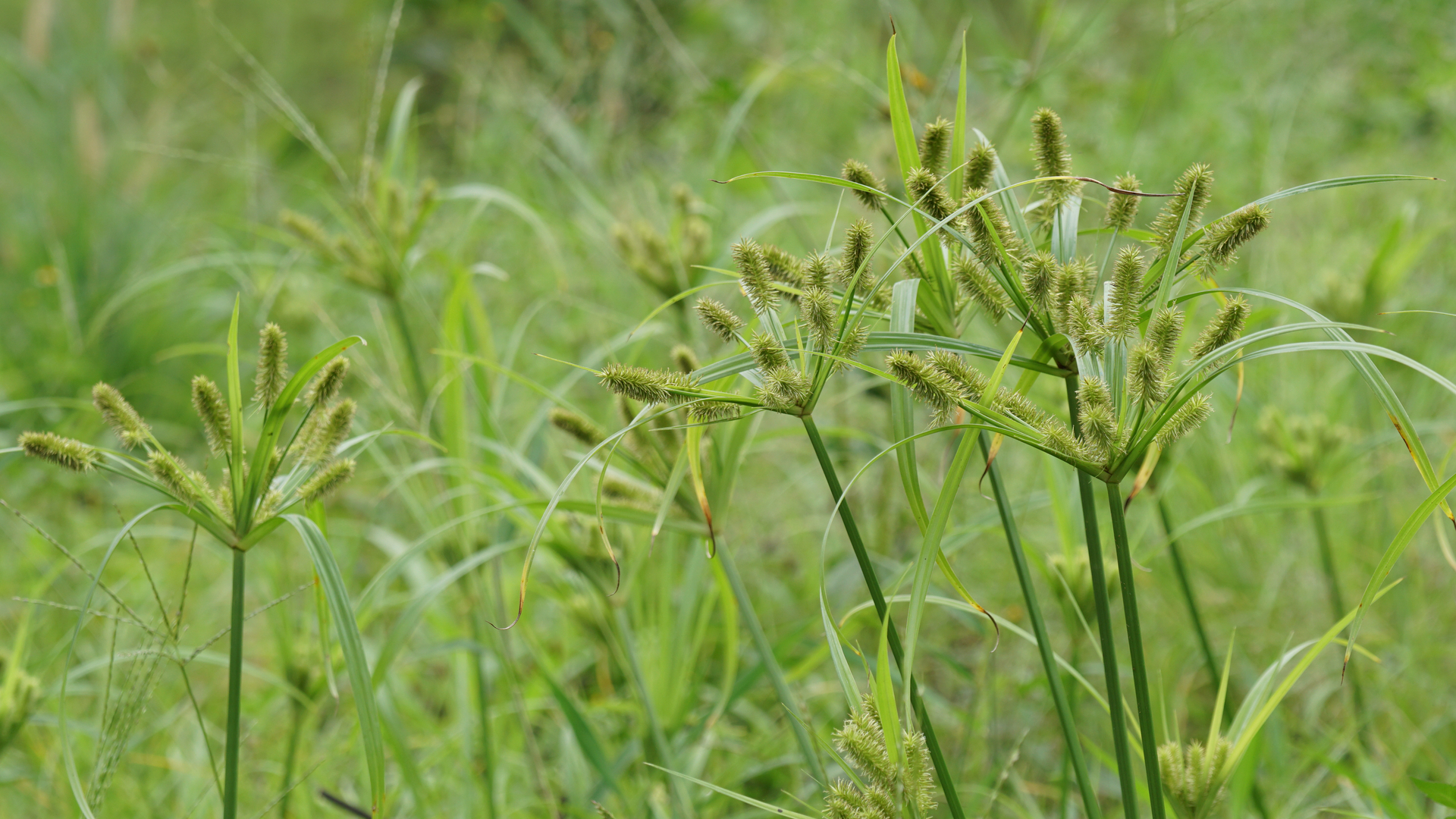 Is Your Lawn Infested With Yellow Nutsedge? Here’s What to Do!
