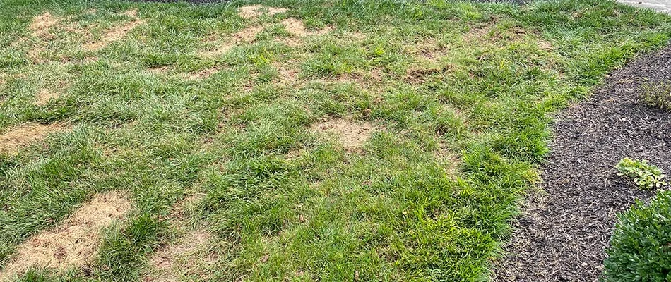 Aerated lawn with core plugs shown in Collegeville, PA.