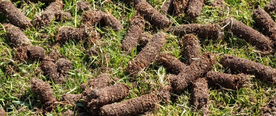 Aerated core plugs left over lawn for fertilizer in Harleysville, PA.