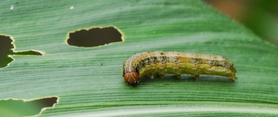 Armyworm found on plant leaf in Souderton, PA.
