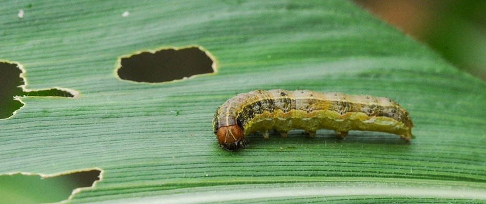 Armyworm eating grass blade in a lawn in Chalfont, PA.