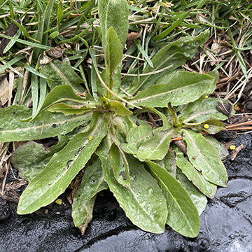 Broadleaf plantain weed found in lawn in Souderton, PA.