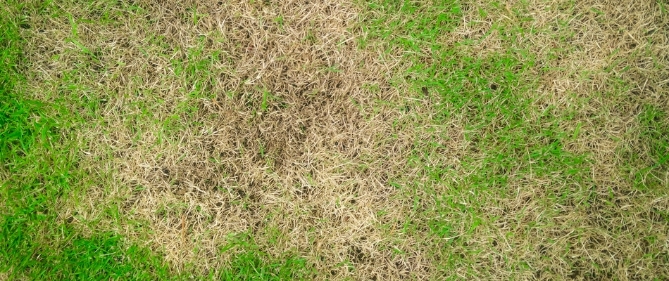 A dry and brown lawn due to armyworm infestation by a home in Doylestown, PA. 