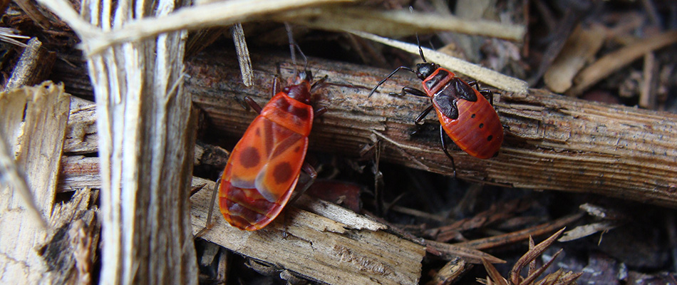 Chinch bugs found in lawn debris in Harleysville, PA.