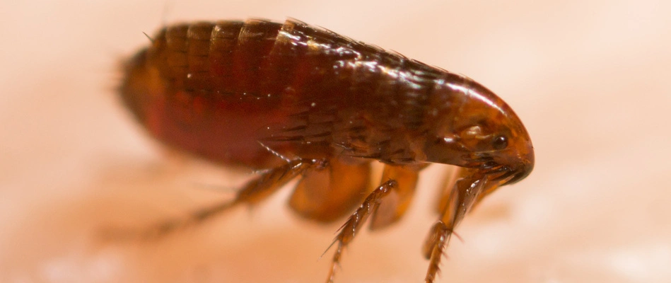 An extreme close up on a flea found by a home in Skippack, PA.