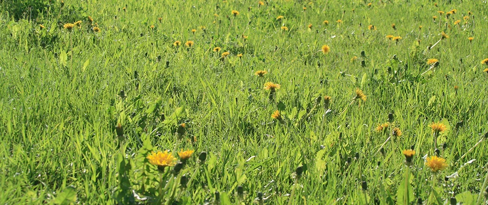 Dandelion weeds growing flourishing in fertilized lawn without weed control treatments in Souderton, PA.