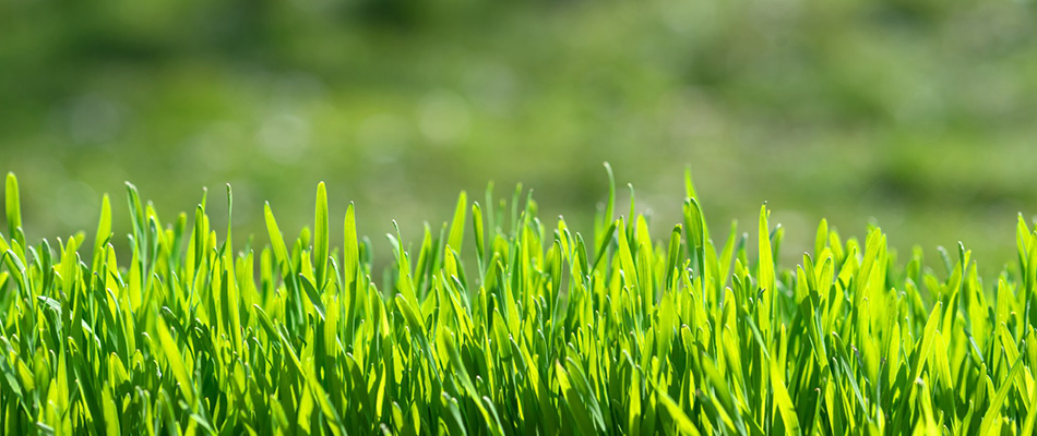 Green grass blades in a lawn in Gilbertsville, PA.