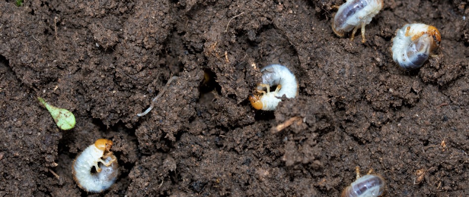 Grub infestation in soil in Telford, PA.