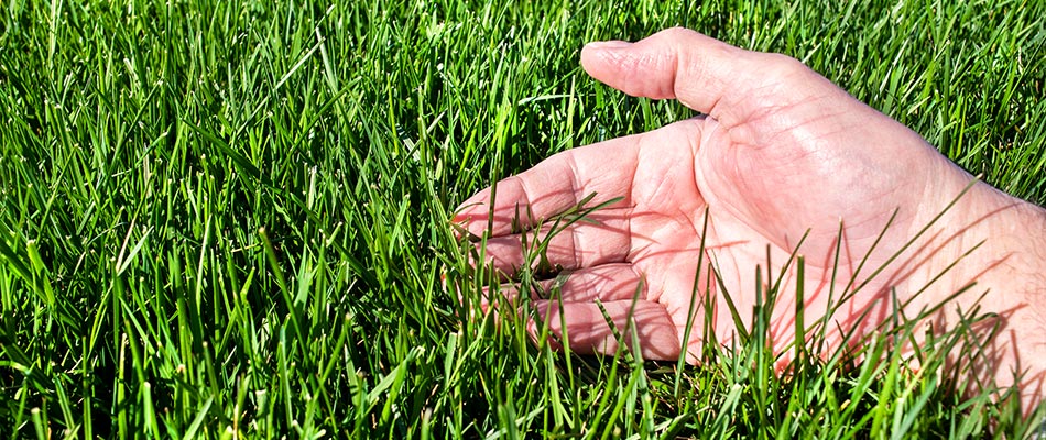 Hands feeling tall fescue grass in Souderton, PA.
