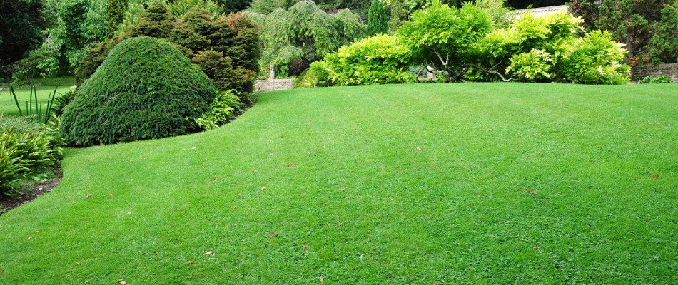 Lawn after services done by Green Grass team in Harleysville, PA.