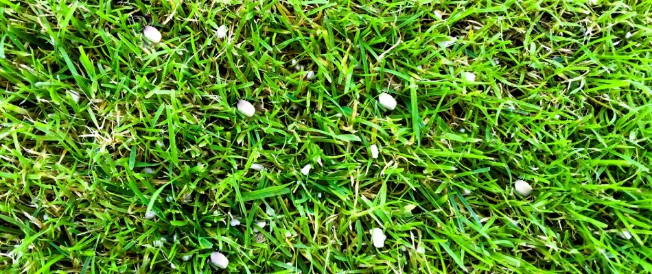Fertilizer spread among lawn in Souderton, PA.