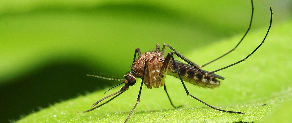 A mosquito landing on lawn in Sellersville, PA.