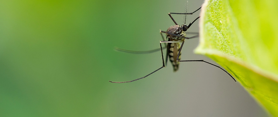 Mosquito found in a lawn in Schwenksville, PA.