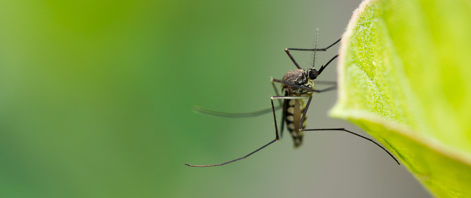 Close up on a mosquito standing on a leaf by a home in Bally, PA. 