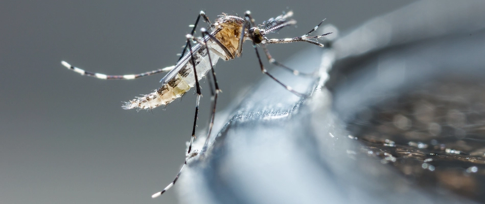 Close up on a mosquito standing near water in Phoenixville, PA.