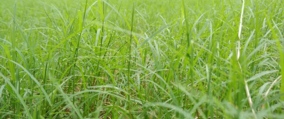 Nutsedge weeds in lawn in Quakertown, PA.