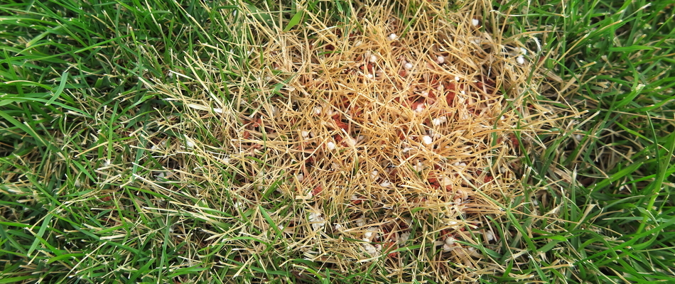 A patch of grass turned brown due to too much fertilizer on a property in Pottstown, PA.