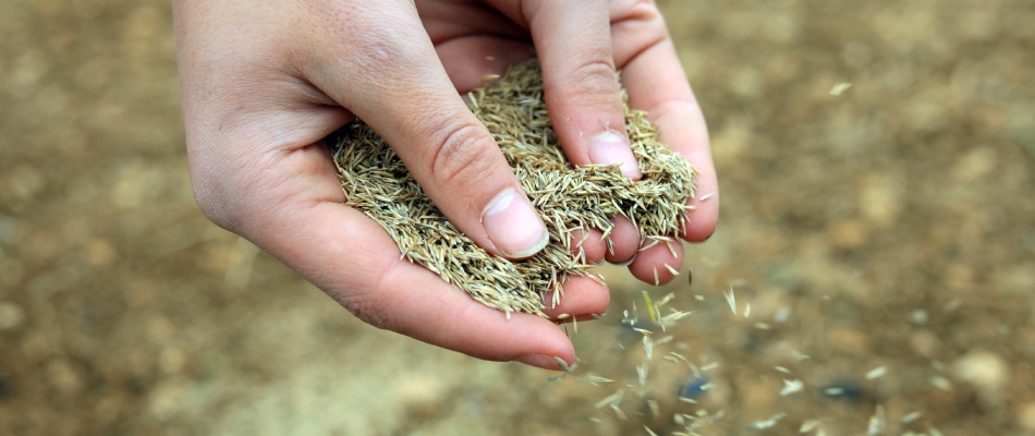 Professional spreading out handfuls of seeds in new lawn in Souderton, PA.