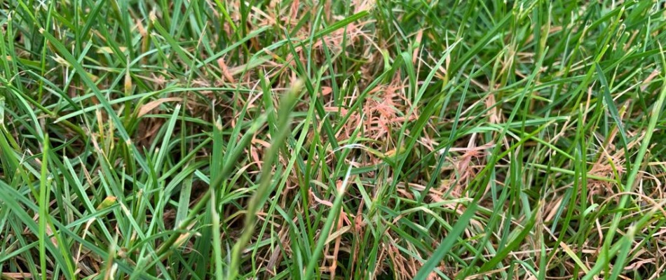 Red thread lawn disease found in lawn in Souderton, PA.