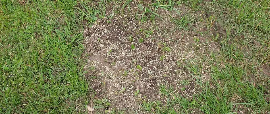 Seeds scattered on patchy lawn near Perkasie, PA.