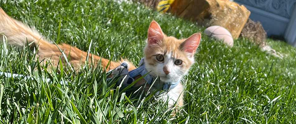Small cat on a leash in green grass near Souderton, PA.
