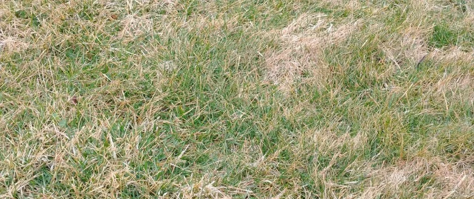 Snow mold lawn disease found in client's lawn in Souderton, PA.